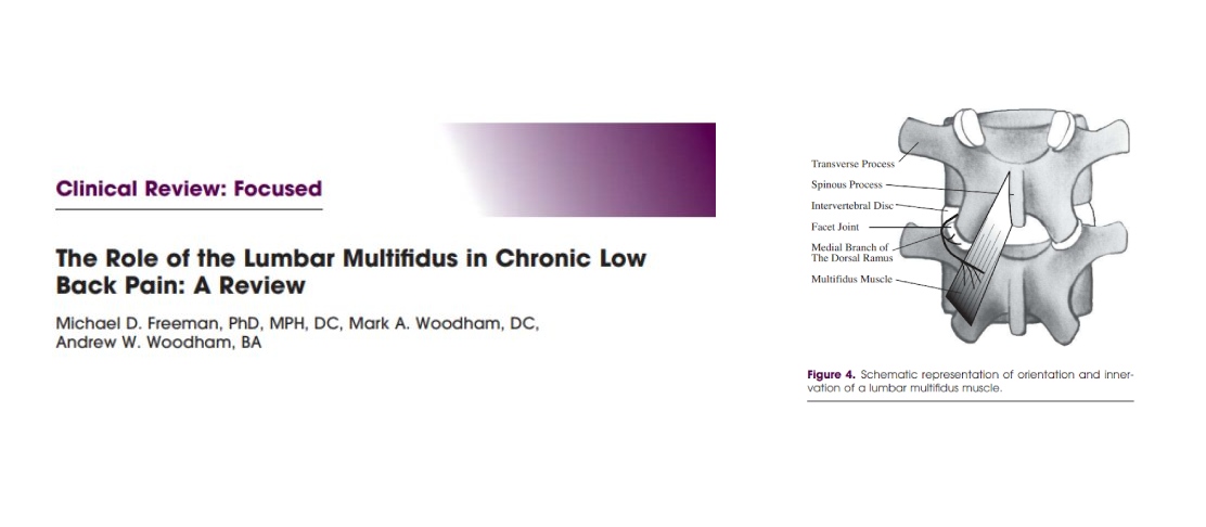 the role of the lumbar multifidus in chronic low back pain: A review Mainstay Medical Australia