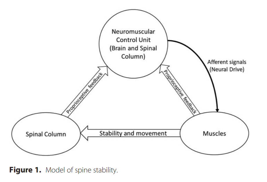 brain pain muscle pathway